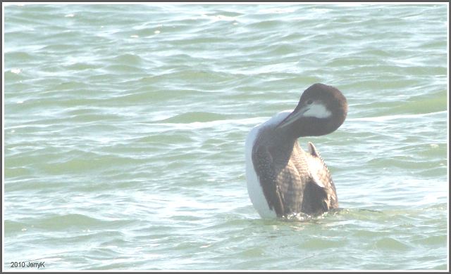 Common Loon